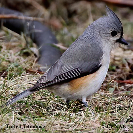 North American Titmice