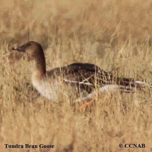 Tundra Bean-Goose