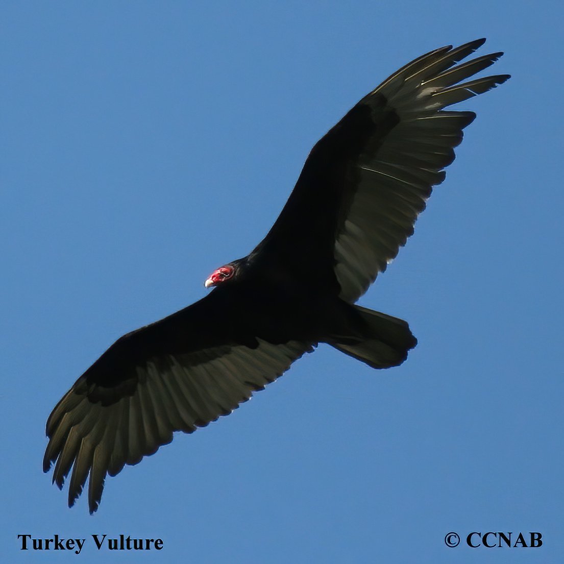 Birds of North America