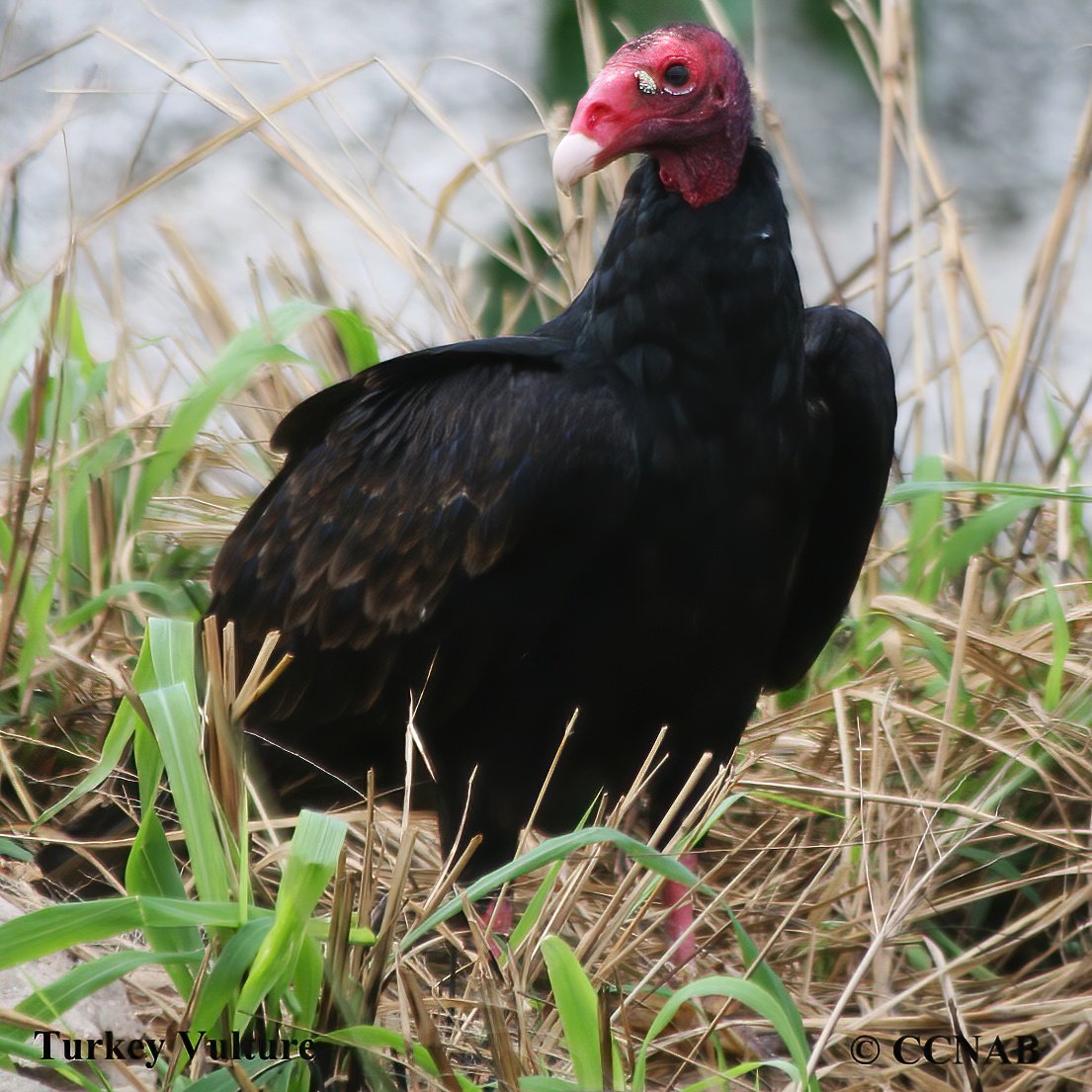 Birds of North America