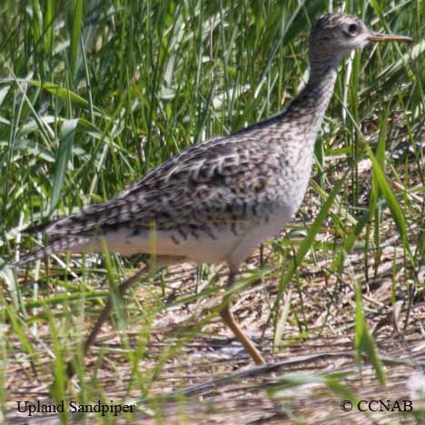 Birds of North America