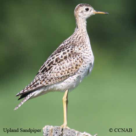 Birds of North America