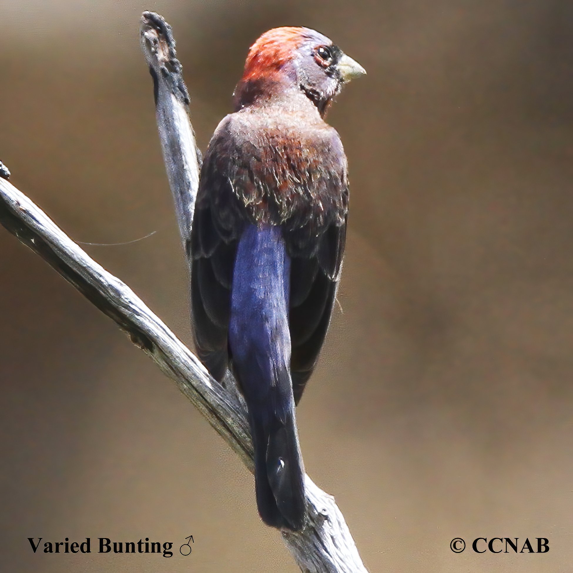 Birds of North America