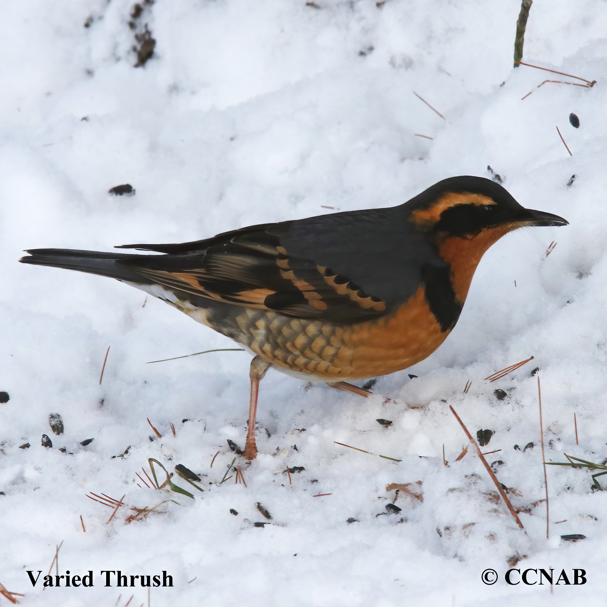 Varied Thrush