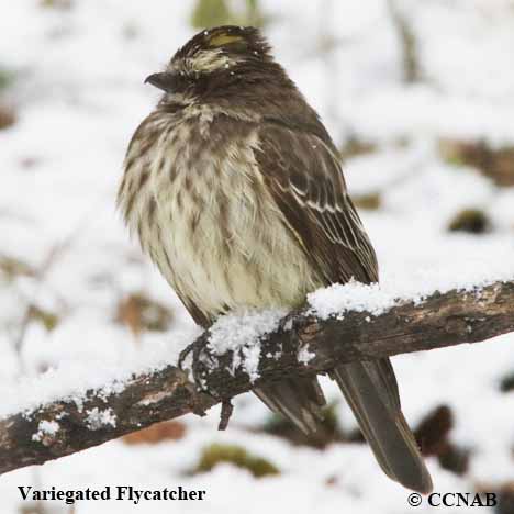 Birds of North America