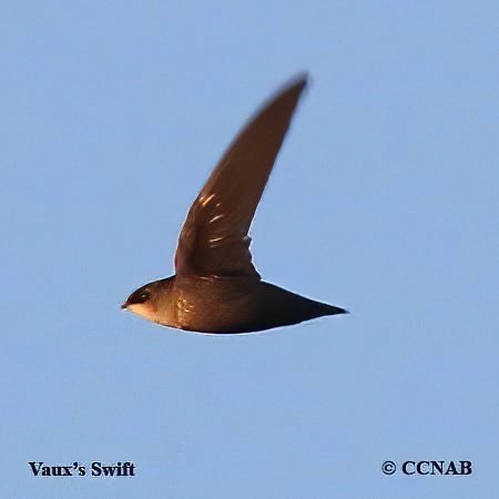 Birds of North America