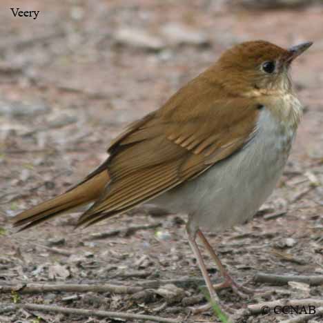 Veery