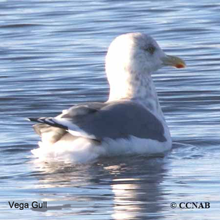 Vega Gull