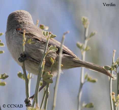 Birds of North America