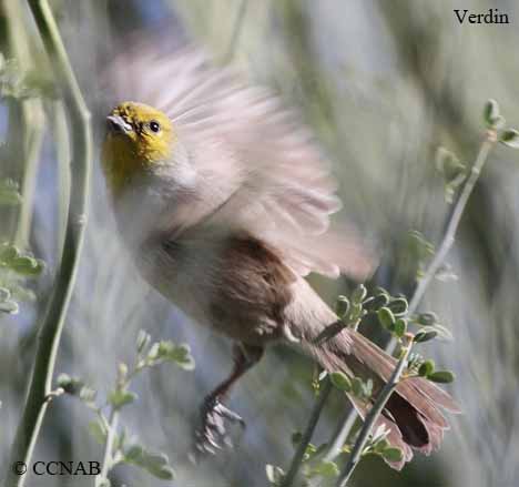 Birds of North America