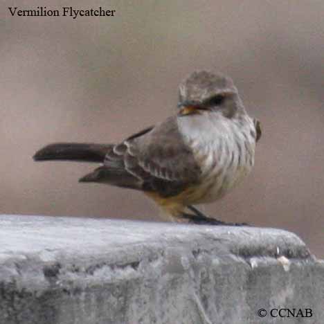Birds of North America
