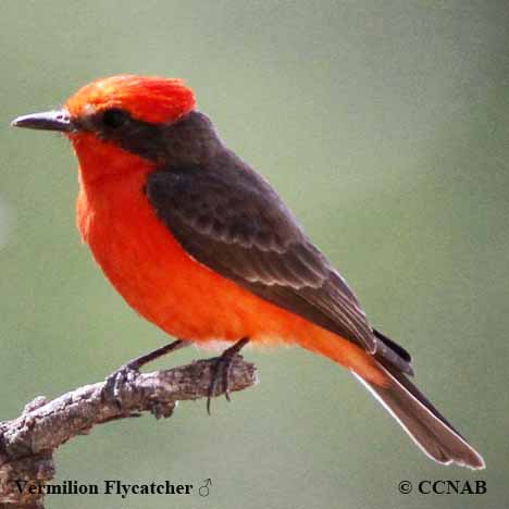 Vermilion Flycatcher