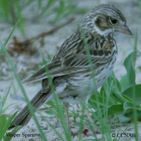 Birds of North America