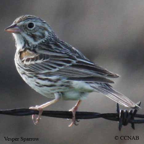 Birds of North America