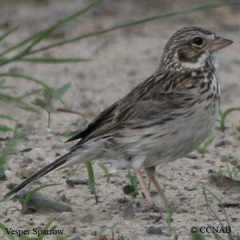 Birds of North America