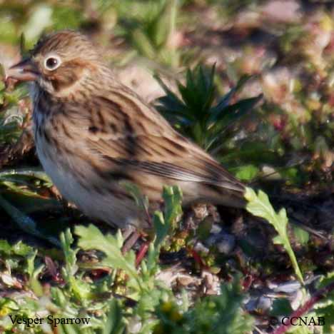 North American Sparrows