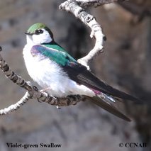 Violet-green Swallow