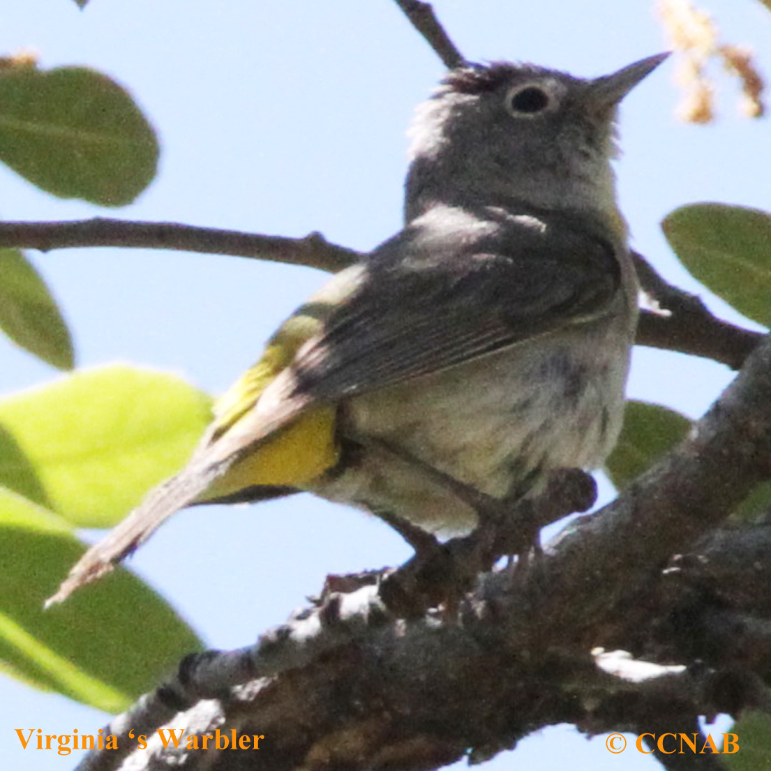 Birds of North America
