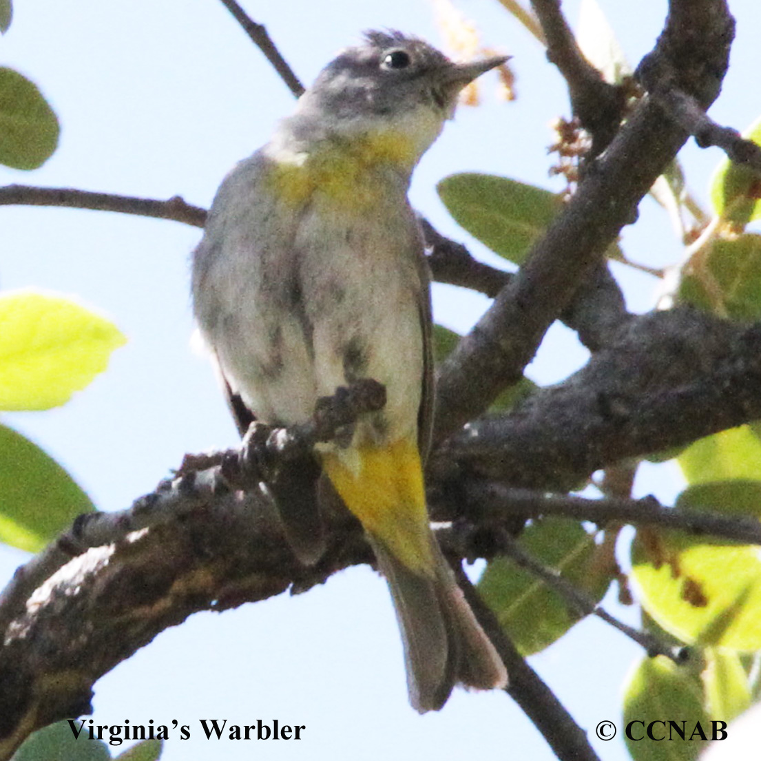 Birds of North America