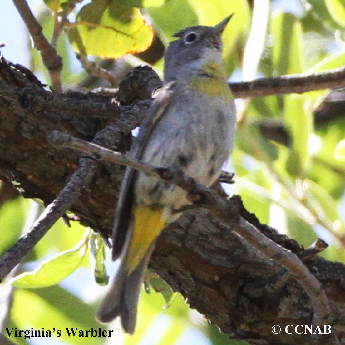 Birds of North America