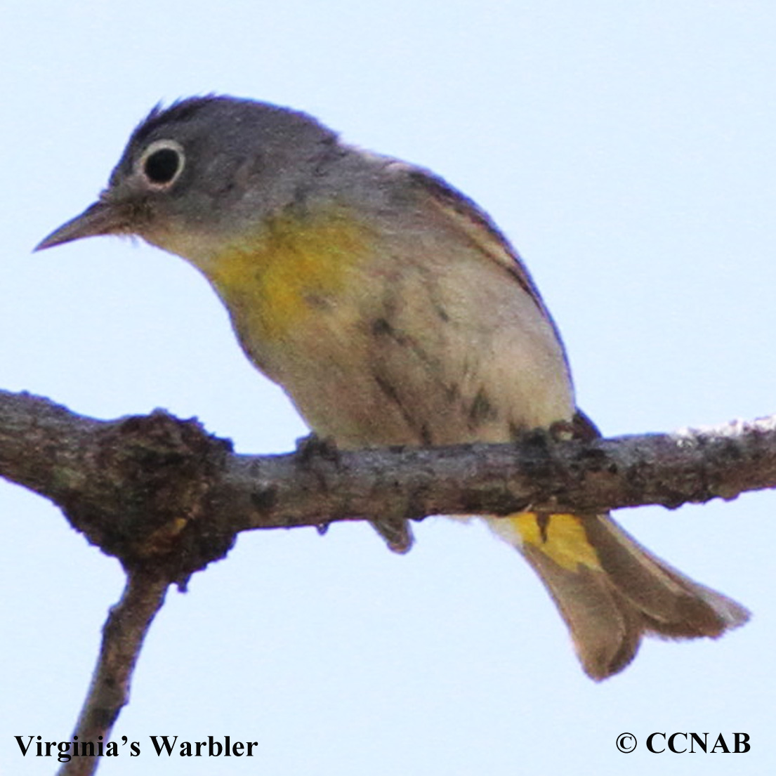 Birds of North America