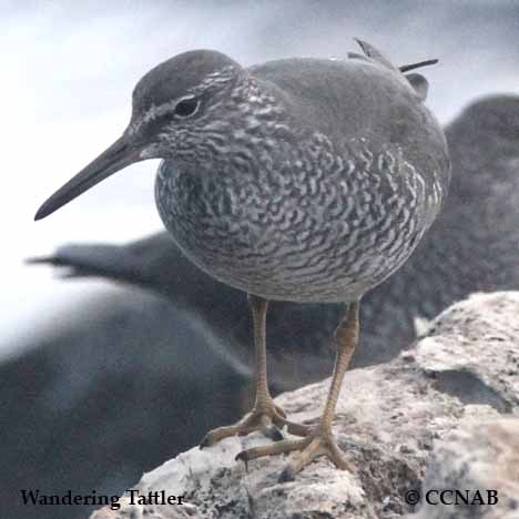 Birds of North America