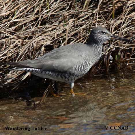 Wandering Tattler