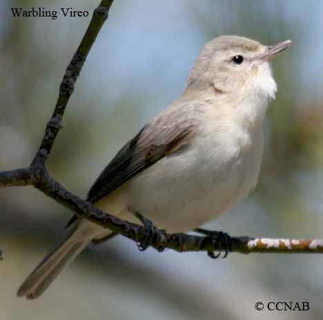 North American Vireos