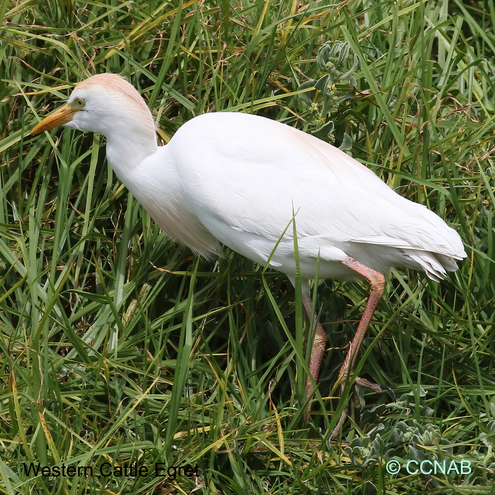 Western_Cattle_Egret