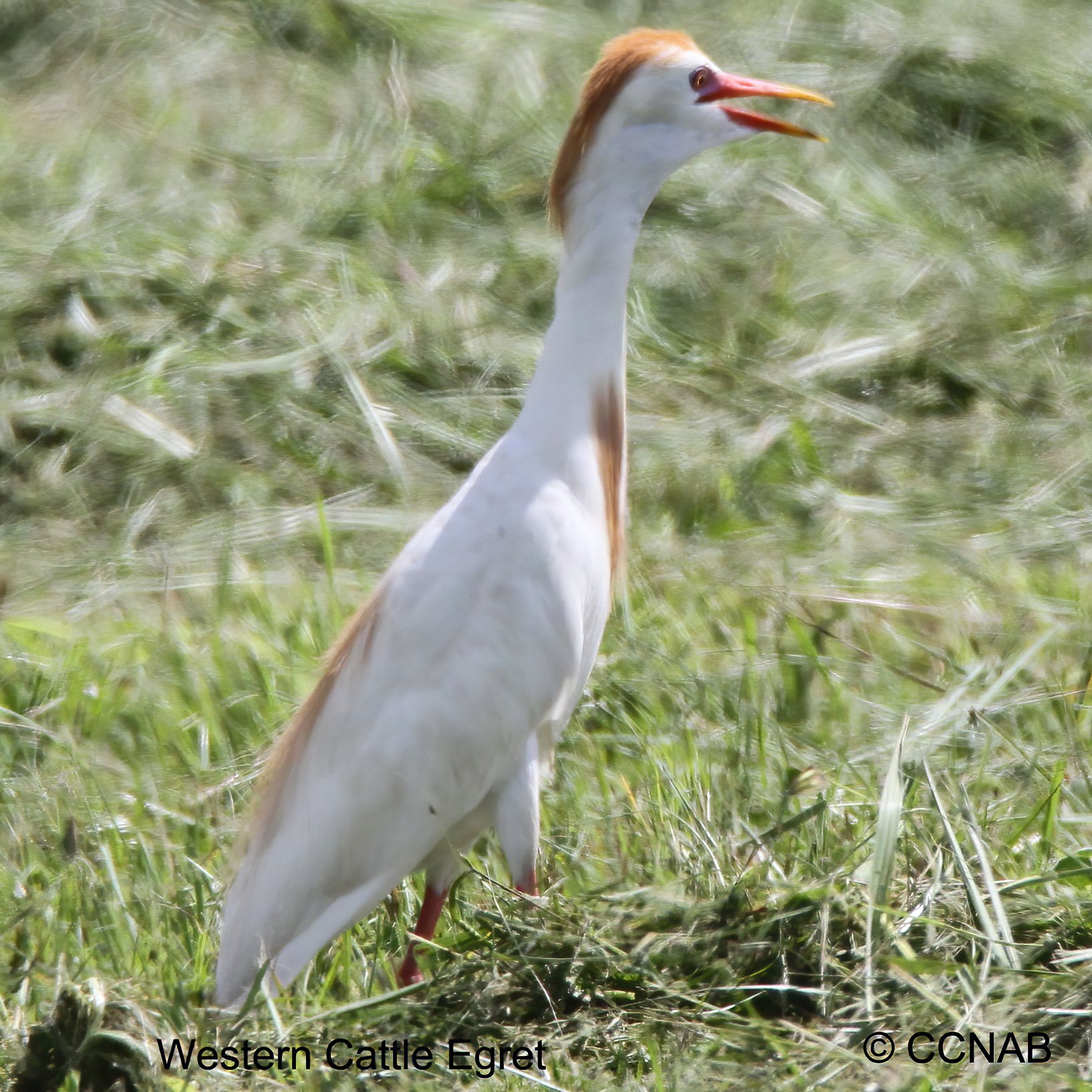 Birds of North America