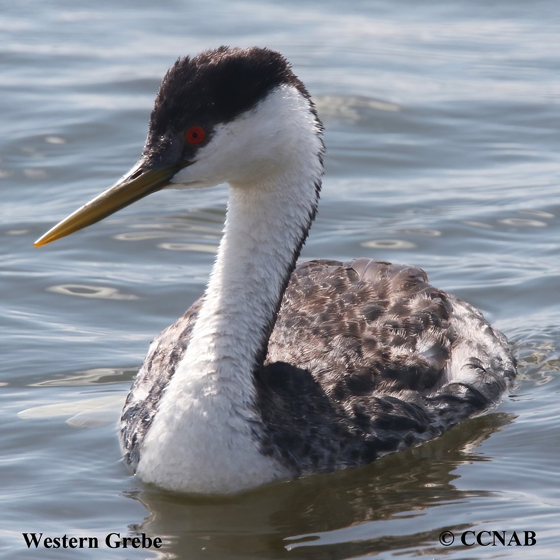 Birds of North America