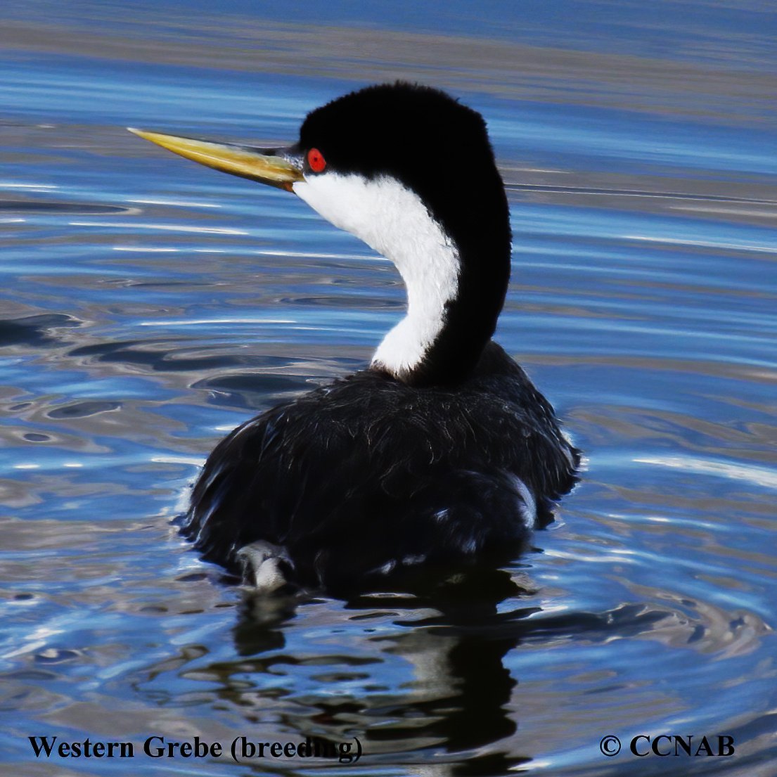 Birds of North America