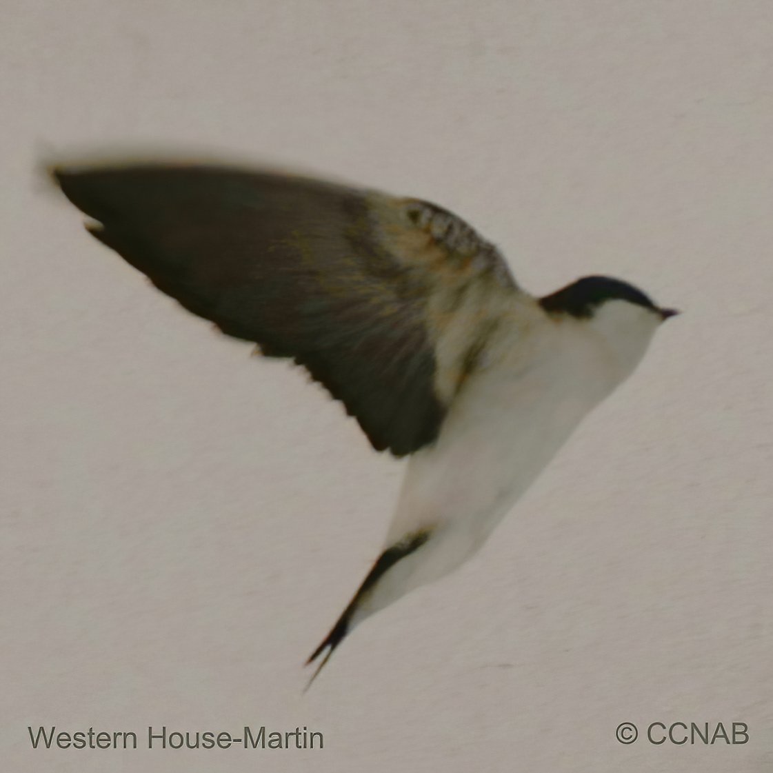 Birds of North America