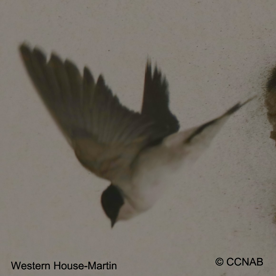 Birds of North America