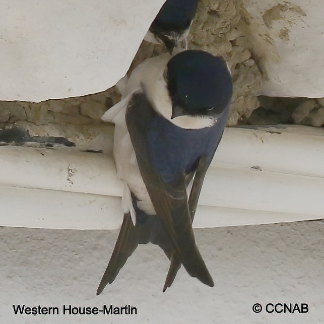 Birds of North America