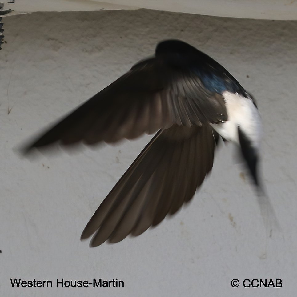 Birds of North America