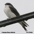 Western House-Martin