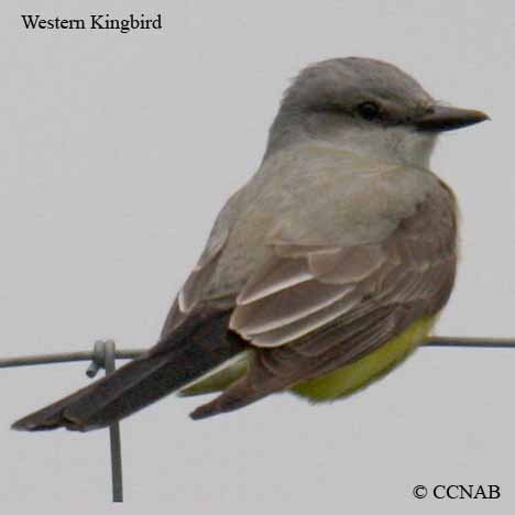 Birds of North America