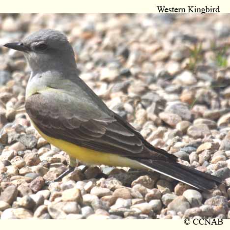 Birds of North America