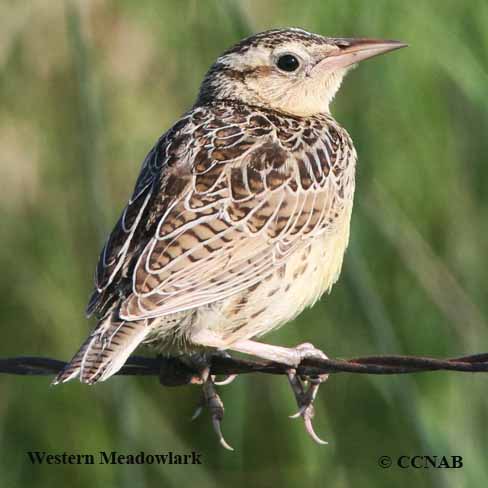 Birds of North America