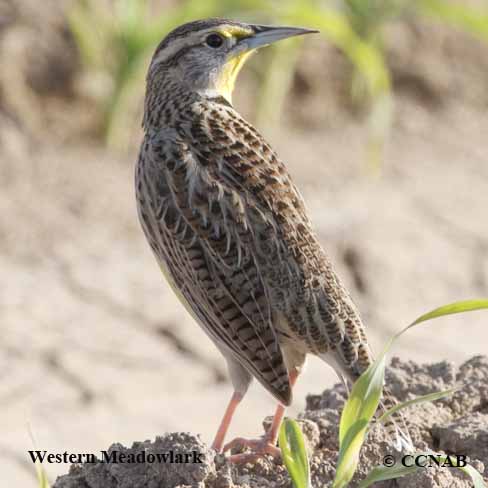 Birds of North America