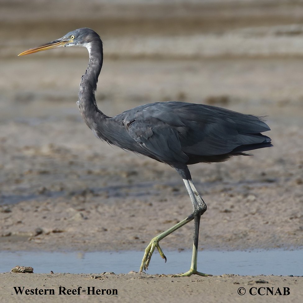Birds of North America