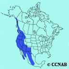 Western Screech-Owl range map