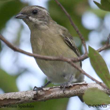 Birds of North America