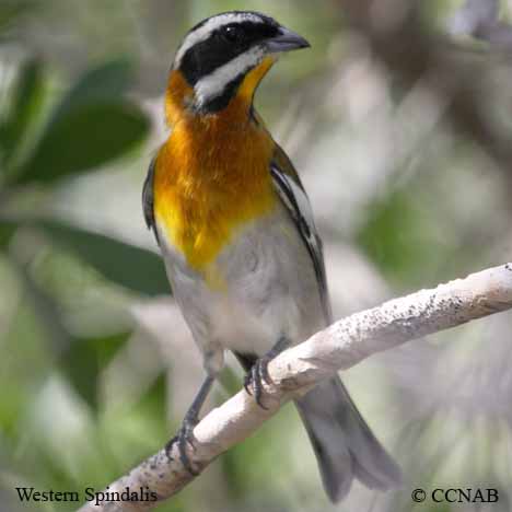 Birds of North America