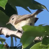 Western Warbling Vireo