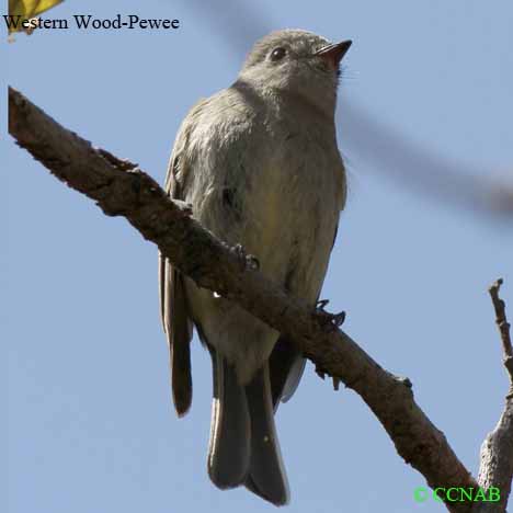 Birds of North America