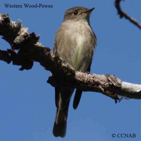 Birds of North America