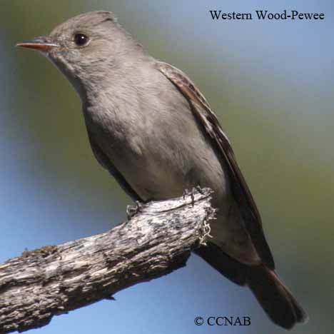 Birds of North America