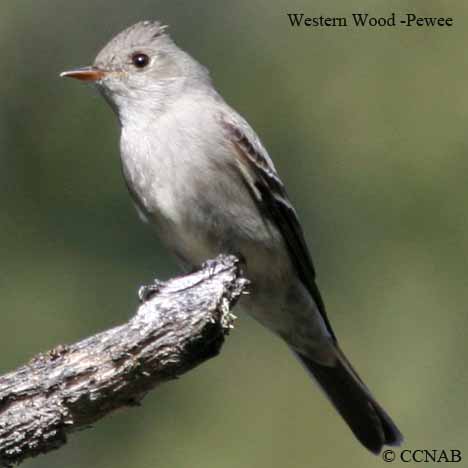 North American Birds songs and calls